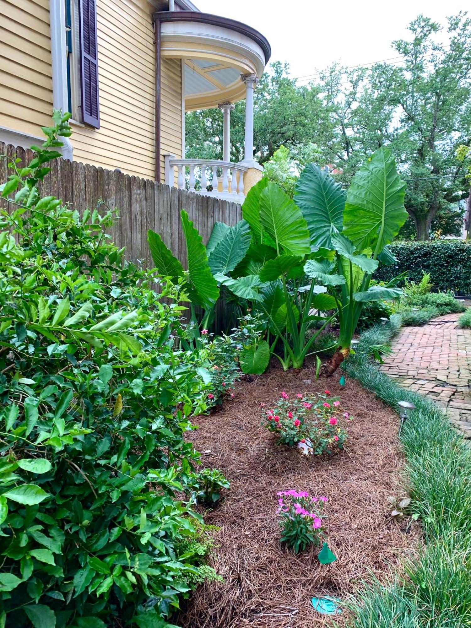 نيو أورلينز French Quarter Lanaux Mansion Bed And Breakfast الغرفة الصورة
